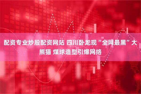 配资专业炒股配资网站 四川卧龙现“全网最黑”大熊猫 煤球造型引爆网络